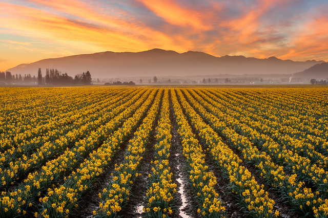 Skagit Valley Daffodil Field, Mt. Vernon, Washington.