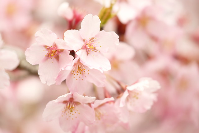 Sakura cherry