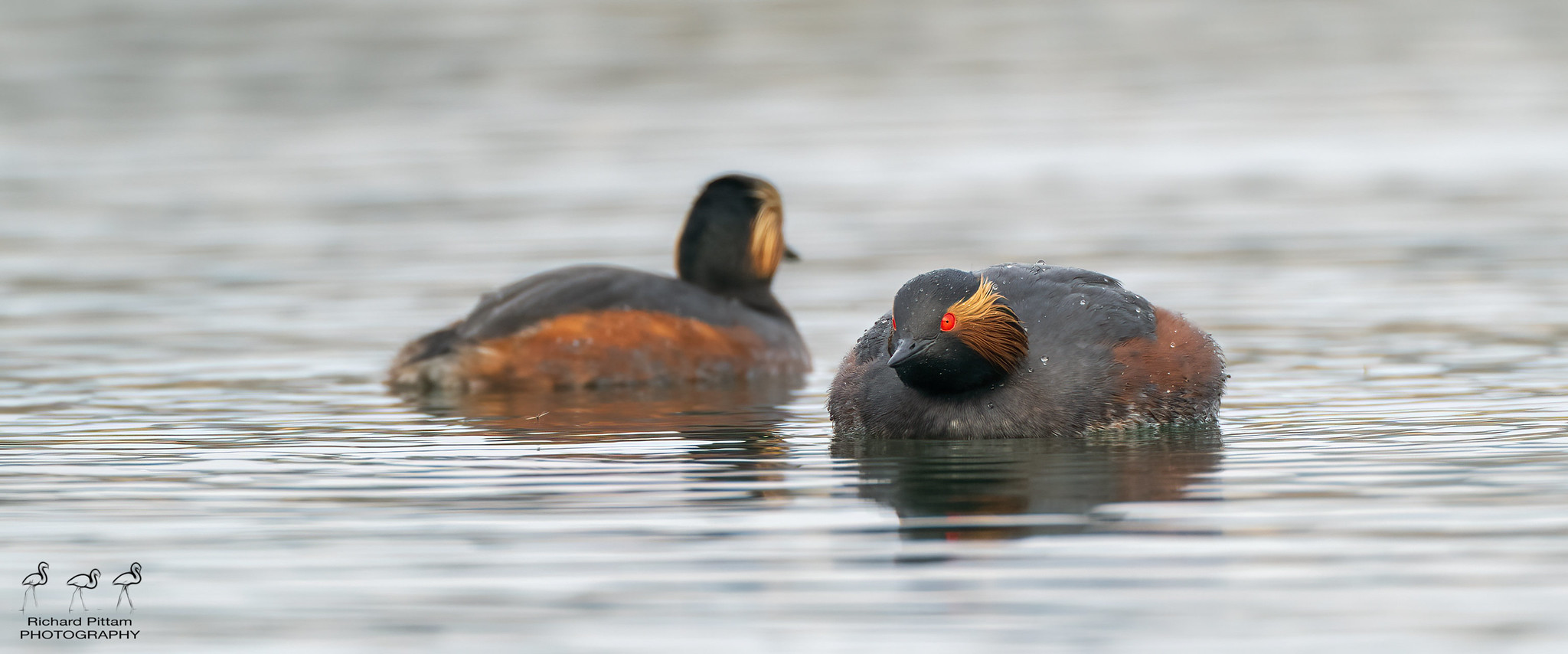 Black-necked Grebe - it didn’t like the Coot passing nearby.