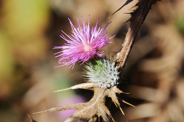 spiky Flower