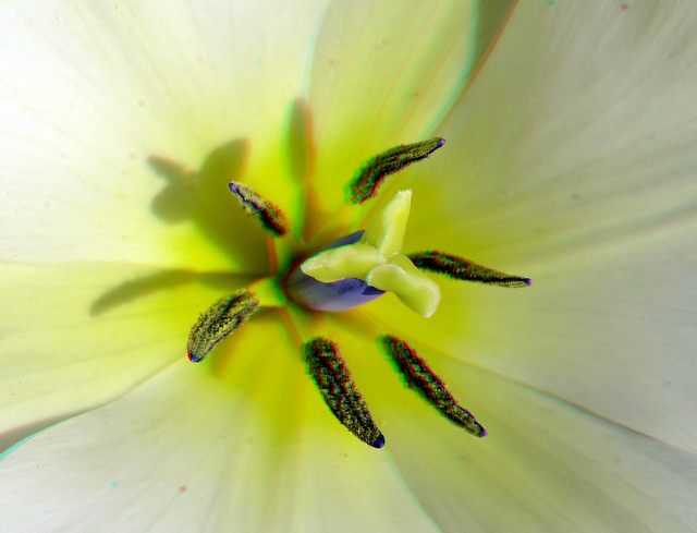 Stamper (Pistil) Tulip 40mm-macro 3D