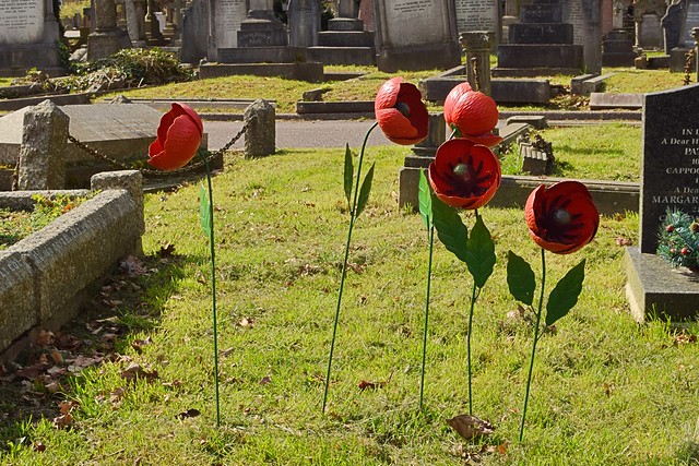 No headstone, just poppies