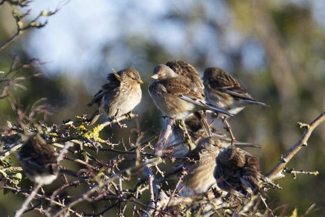 Twite and Linnet Shore rd