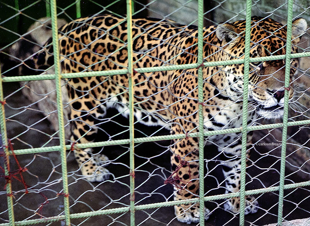 Jaguar ready to return to wild