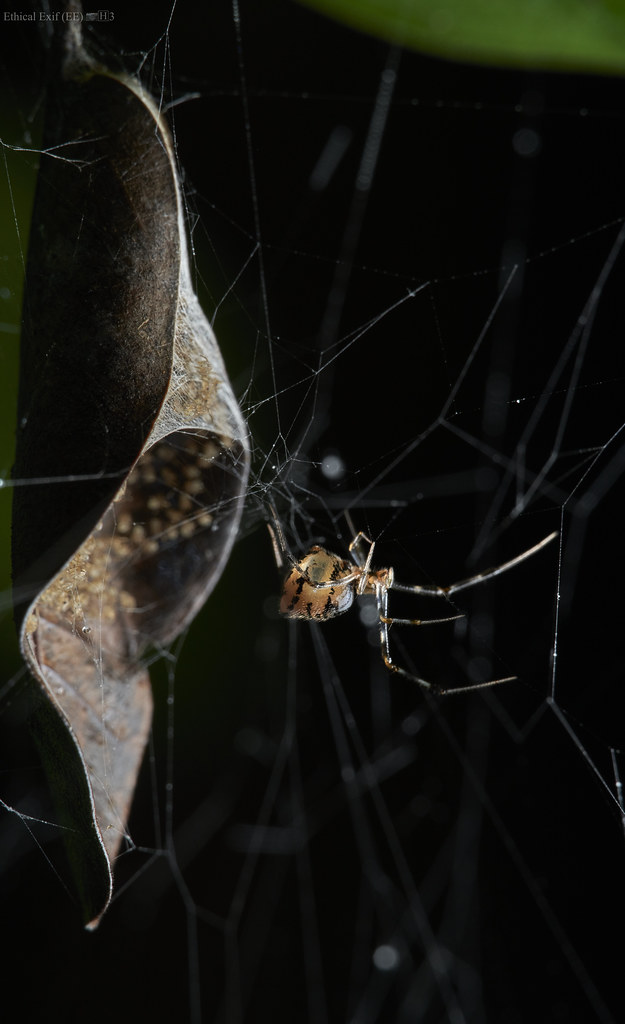 Comb-footed spider (Theridiidae) with hatchlings
