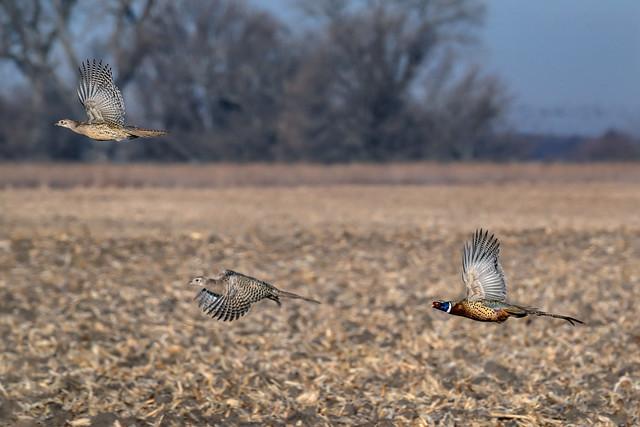 Ring-necked pheasant family in flight near Kearney, Nebraska