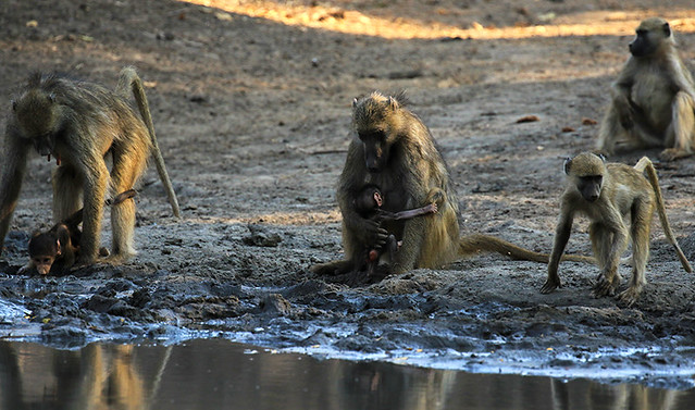 Baboons - Mana Pools NP - Zimbabwe