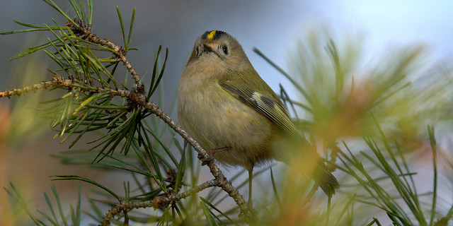 a Goldcrest watching to me