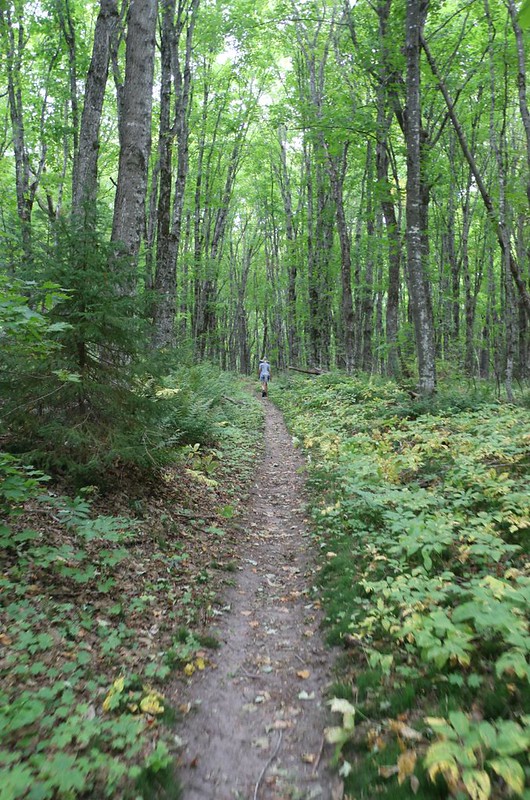 Hiking through the peaceful maple forest on the North Country Trail in Pictured Rocks National Lakeshore