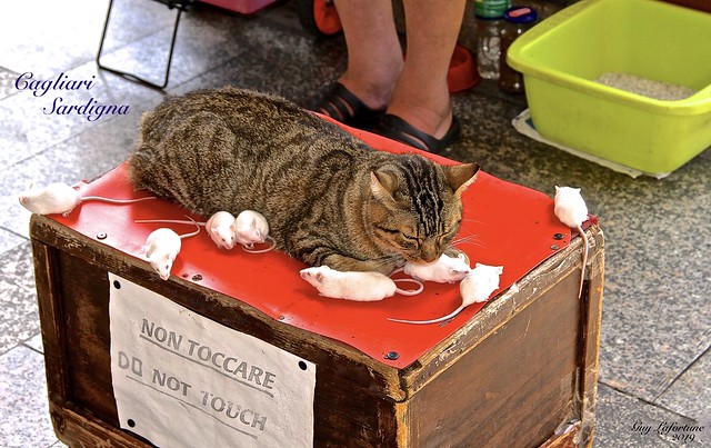 A CAT WITH HIS EIGHT LITTLE WHITE MICE on a SIDEWALK of CAGLIARI in SARDEGNA