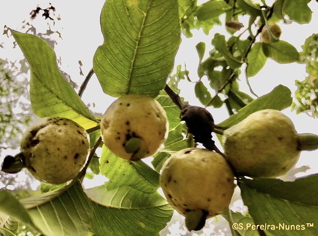 Goiaba, guava close-up in Forest Hills, Jandira-SP, Brazil