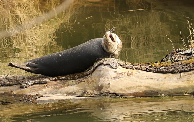 Harbour Seal. (1 of 5)