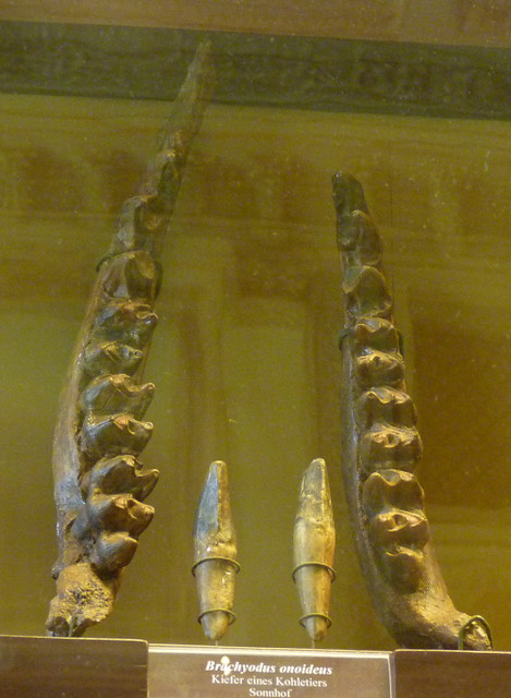 Brachyodus onoideus (10-9-21 Naturistorisches Museum Wien, leg in Sonnhof)