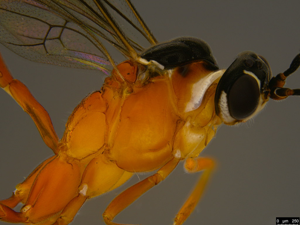 16b - Ichneumonidae sp.