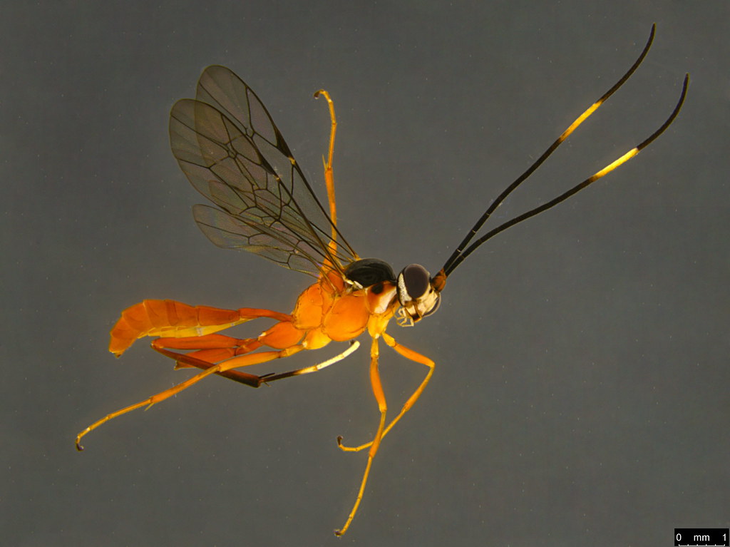 15a - Ichneumonidae sp.