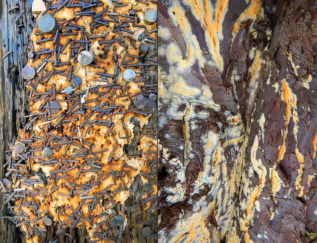 Abstract diptych of a telephone pole covered with torn rusty posters attached with a multitude of nails and staples combined with tree with an orange fungus running through its shaggy bark