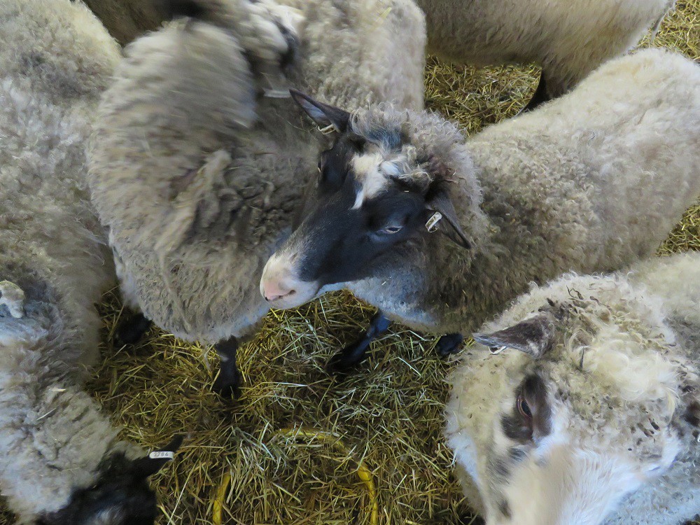 hutkontila-lammas-karsinassa