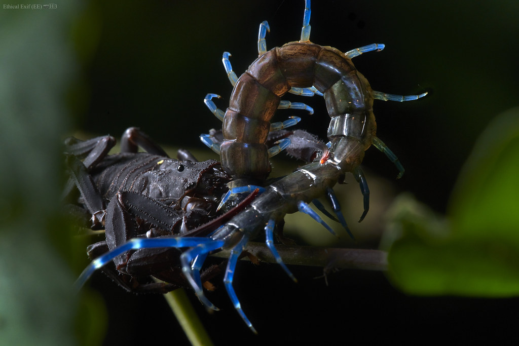 Scorpion with hunting centipede prey (Scolopendra sp.)