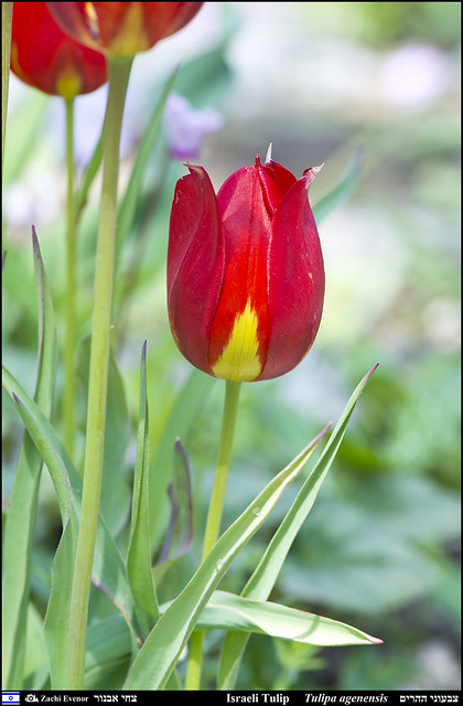 Tulipa agenensis - Flowers in Mount Yaela 2022-03-26 IZE-038