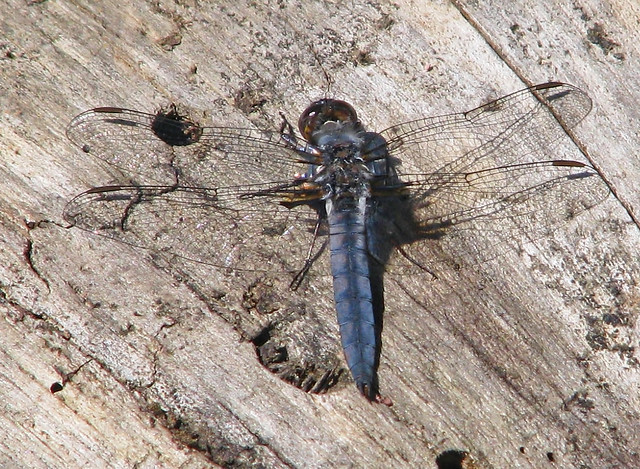 foty dragonflies ... a male Blue corporal!