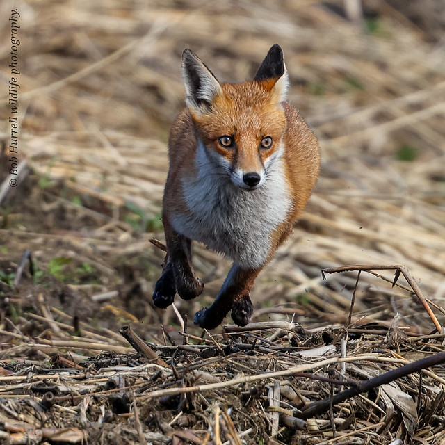 Rural fox in full flight.