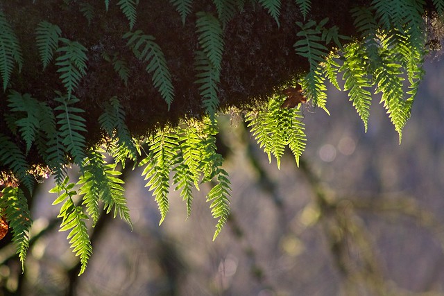 Back lit ferns