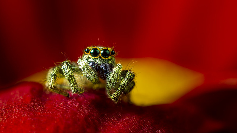 « Araignée sauteuse (4 mm) » - Circuit photo, Couleur - Normand Chassé - L'Oeil du Photographe - 17e - 79,74