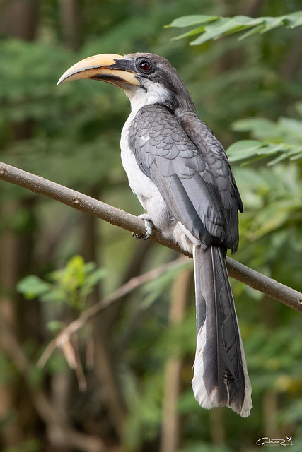 Calao de Ceylan - Sri Lanka Grey Hornbill (Ocyceros gingalensis)