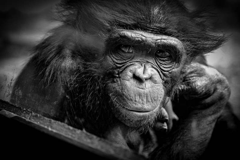 « On apprend pas au vieux singe à faire la grimace » - Circuit photo, Noir et blanc - Joëlle Émond - Club photo Roussillon - 34e - 77,43
