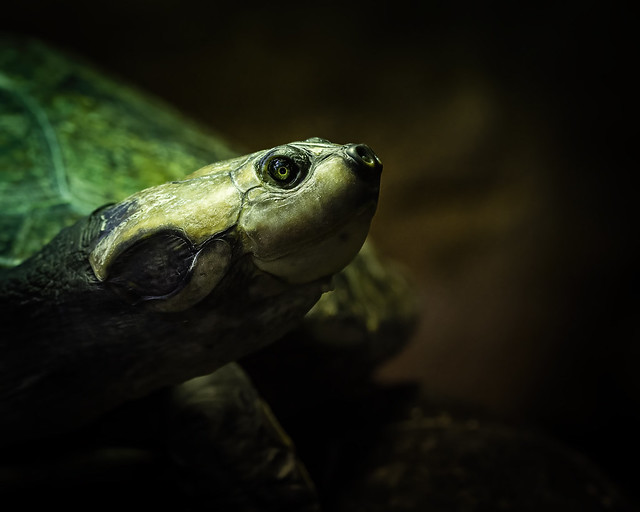 Turtle portrait (Explored March 26, 2022)
