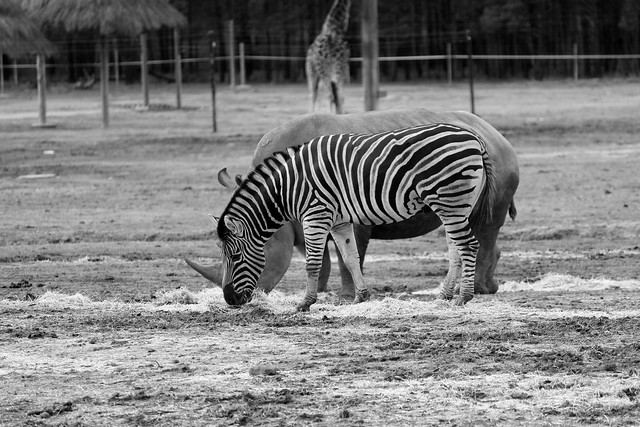 Horned Zebra !!