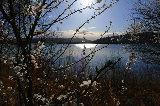 Springtime at my lake