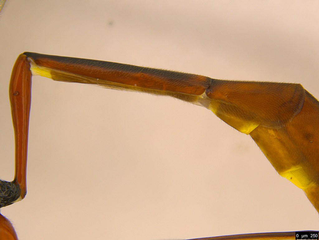 26f - Habronyx victorianus (Morley, 1913)