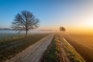 Dutch polder early in the morning