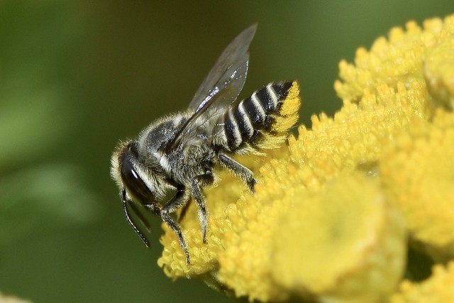 Leaf cutter bee Female