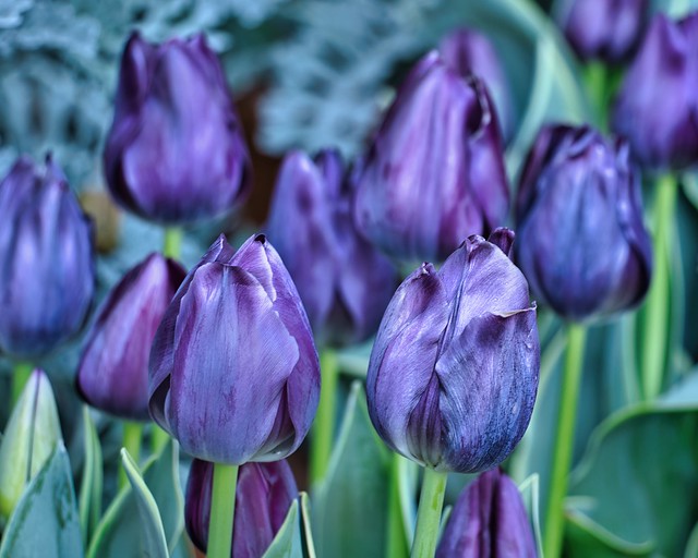 Purple tulips @ Filoli!