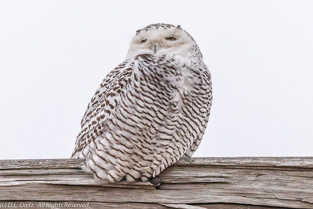Snowy Owl #12 - 2020-12-13