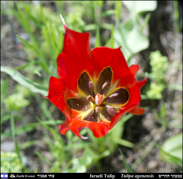 Tulipa agenensis - Flowers in Mount Yaela 2022-03-26 IZE-011