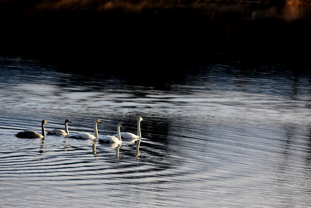 SWANS, BACKWATER, INCH CREEK IN THE FRASER RIVER,  NEAR MISSION,  BC.