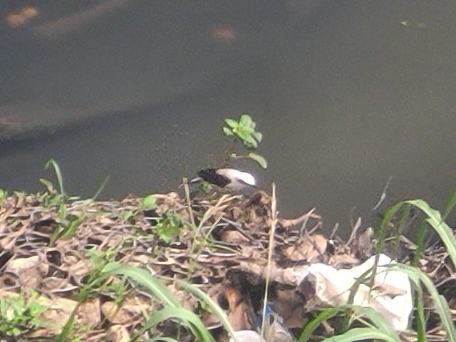 Pássaro Branco no Córrego Poluído