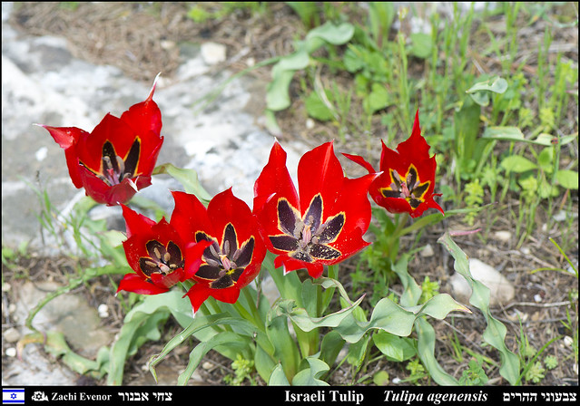 Tulipa agenensis - Flowers in Mount Yaela 2022-03-26 IZE-080