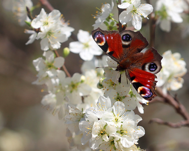 Butterfly On Blossom!