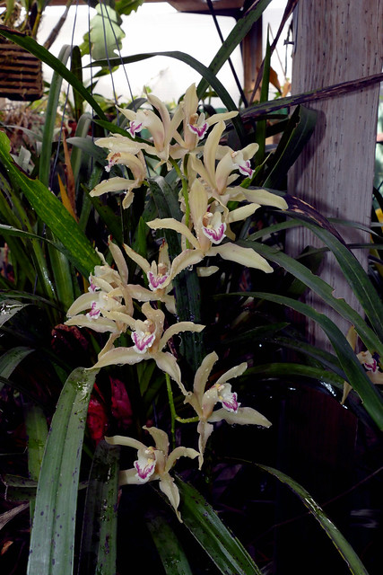 Cymbidium Lowio-mastersii primary hybrid orchid 3-22