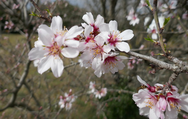 Amandiers en fleurs (Prunus dulcis), Grignan, Drôme provençale, Auvergne-Rhône-Alpes, France.
