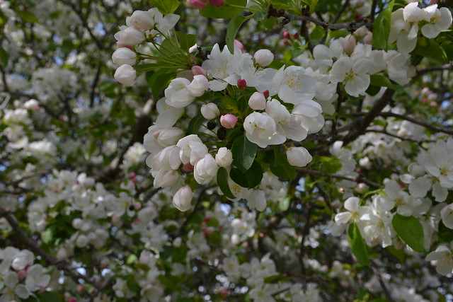 Crab Apple Blossoms