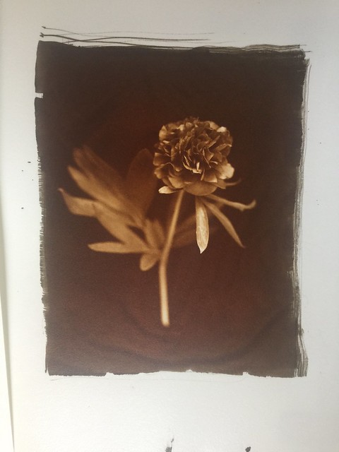 Peony Argyrotype (just out of the wash)