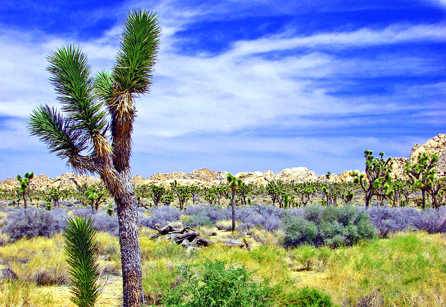 Beauty in the Desert, Joshua Tree NP 4-13