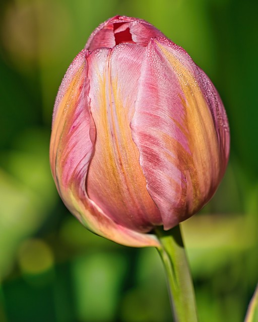 Tulips blooming @ Filoli