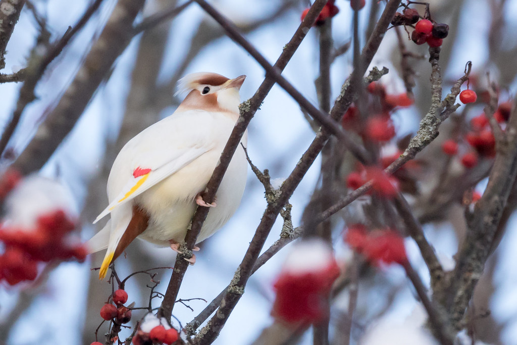 leucistic-bohemian-waxwing-tilhi-bombycilla-garrulus-ga-flickr