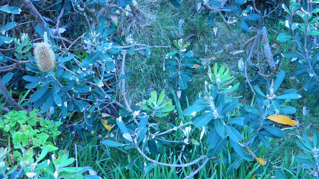 DSCN0035